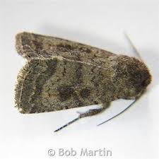 Attēlu rezultāti vaicājumam “Caradrina morpheus”