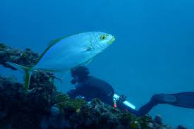 Image result for Caranx bartholomaei