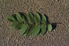 Attēlu rezultāti vaicājumam “Juglans cinerea leaf”