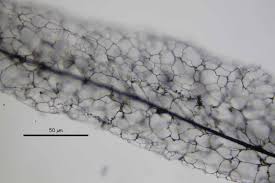 Attēlu rezultāti vaicājumam “Stemonitis fusca spores”