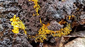 Attēlu rezultāti vaicājumam “Badhamia utricularis young”