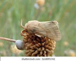 Attēlu rezultāti vaicājumam “Malacosoma castrensis male”