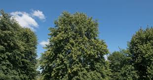 Attēlu rezultāti vaicājumam “Tilia x vulgaris”