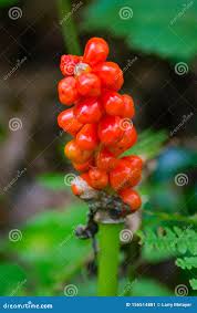 Attēlu rezultāti vaicājumam “Epipactis atrorubens fruit”