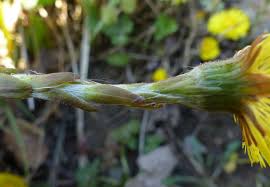 Attēlu rezultāti vaicājumam “Tussilago farfara bud”