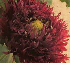 Image result for Papaver somniferum Black