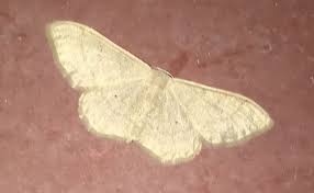 Attēlu rezultāti vaicājumam “Idaea straminata”