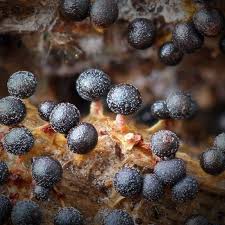 Attēlu rezultāti vaicājumam “Physarum leucophaeum macro”