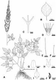 Attēlu rezultāti vaicājumam “Astilbe chinensis leaf”