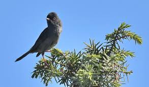 Image result for Sylvia sarda