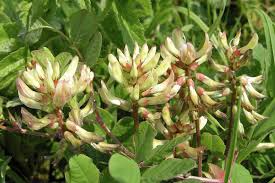 Attēlu rezultāti vaicājumam “Astragalus glycyphyllos flower”