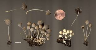 Attēlu rezultāti vaicājumam “Coprinus disseminatus”