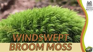 Attēlu rezultāti vaicājumam “Dicranum scoparium”