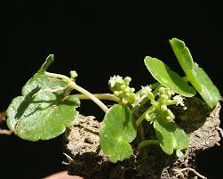 Attēlu rezultāti vaicājumam “Hydrocotyle vulgaris flower”