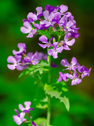 Attēlu rezultāti vaicājumam “Hesperis matronalis leaf”
