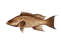 Image result for Mycteroperca phenax