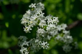 Attēlu rezultāti vaicājumam “Galium boreale fruit”