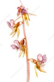 Attēlu rezultāti vaicājumam “Epipogium aphyllum”