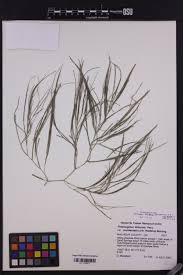 Attēlu rezultāti vaicājumam “Stuckenia filiformis bud”