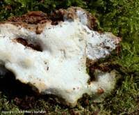 Attēlu rezultāti vaicājumam “Sidera lenis”