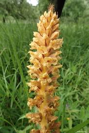 Attēlu rezultāti vaicājumam “Orobanche elatior”