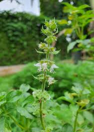 Attēlu rezultāti vaicājumam “Ocimum basilicum flower”