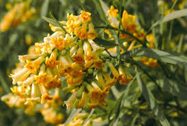 Attēlu rezultāti vaicājumam “Lunaria rediviva fruit”