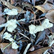 Attēlu rezultāti vaicājumam “Didymium spongiosum”