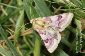 Attēlu rezultāti vaicājumam “Epirranthis diversata upperside”