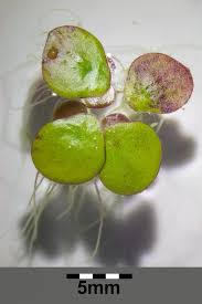 Attēlu rezultāti vaicājumam “Spirodela polyrhiza”