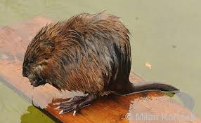 Attēlu rezultāti vaicājumam “Ondatra zibethicus”