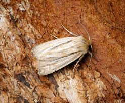 Attēlu rezultāti vaicājumam “Mythimna impura”