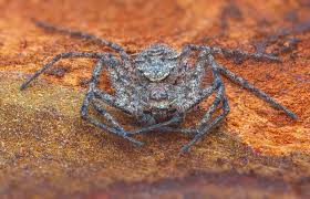 Attēlu rezultāti vaicājumam “Philodromus margaritatus”