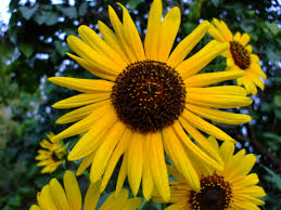 Attēlu rezultāti vaicājumam “Helianthus annuus flower”