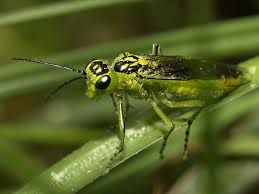 Attēlu rezultāti vaicājumam “Rhogogaster viridis”