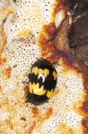 Attēlu rezultāti vaicājumam “Diaperis boleti imago”