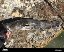 Image result for Pylodictis olivaris