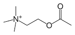 File:<b>Acetylcholine</b>-skeletal.