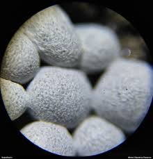 Attēlu rezultāti vaicājumam “Physarum globuliferum macro”