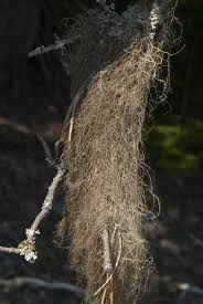 Attēlu rezultāti vaicājumam “Bryoria capillaris”