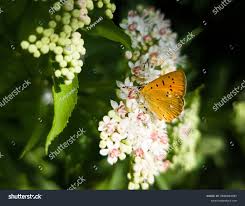 Attēlu rezultāti vaicājumam “Lycaena virgaureae female”