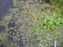 Attēlu rezultāti vaicājumam “Hydrocharis morsus-ranae leaf”