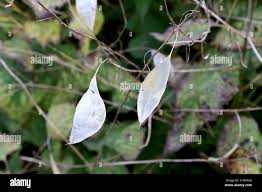 Attēlu rezultāti vaicājumam “Lunaria rediviva fruit”