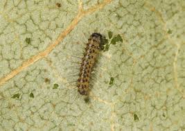 Attēlu rezultāti vaicājumam “Arctia caja larva”