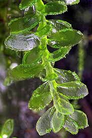 Attēlu rezultāti vaicājumam “Pogonatum dentatum macro”