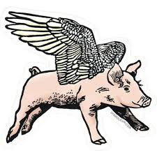 Image result for flying pigs