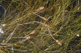 Attēlu rezultāti vaicājumam “Stuckenia filiformis leaf”