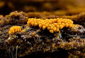 Attēlu rezultāti vaicājumam “Oligonema favogineum sessile”