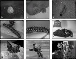 Attēlu rezultāti vaicājumam “Issoria lathonia upperside”