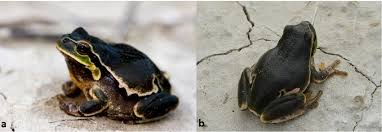 Attēlu rezultāti vaicājumam “Hyla arborea adult”